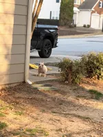 Bella, a female American Bully for sale in Atlanta, GA – Photo 1 of 5