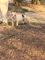 Bella, a female American Bully for sale in Atlanta, GA – Photo 4 of 5