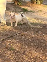 Bella, a female American Bully for sale in Atlanta, GA – Photo 5 of 5