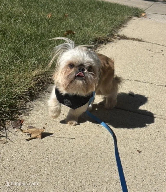 Georgie – Shih Tzu puppy for sale in Batavia, IL