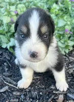 Copper, a male Australian Shepherd for sale in Loda, IL – 2 of 5