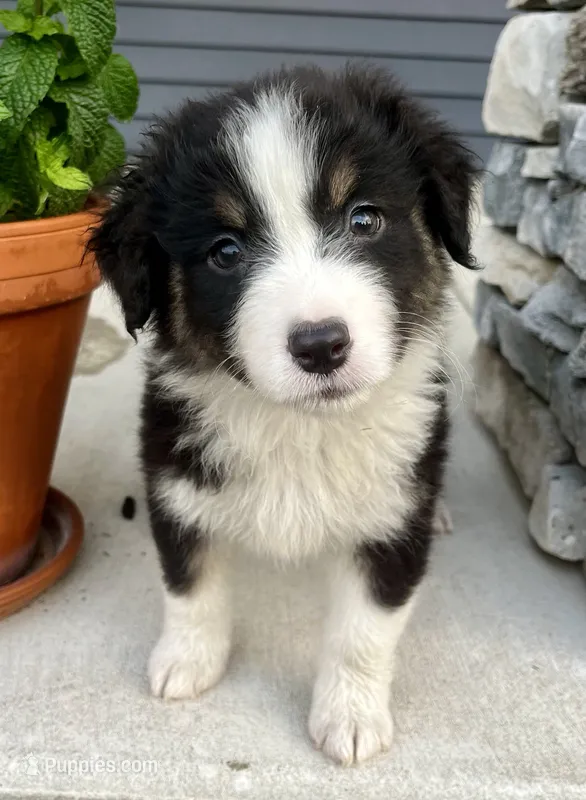 Willa – Australian Shepherd puppy for sale in Loda, IL