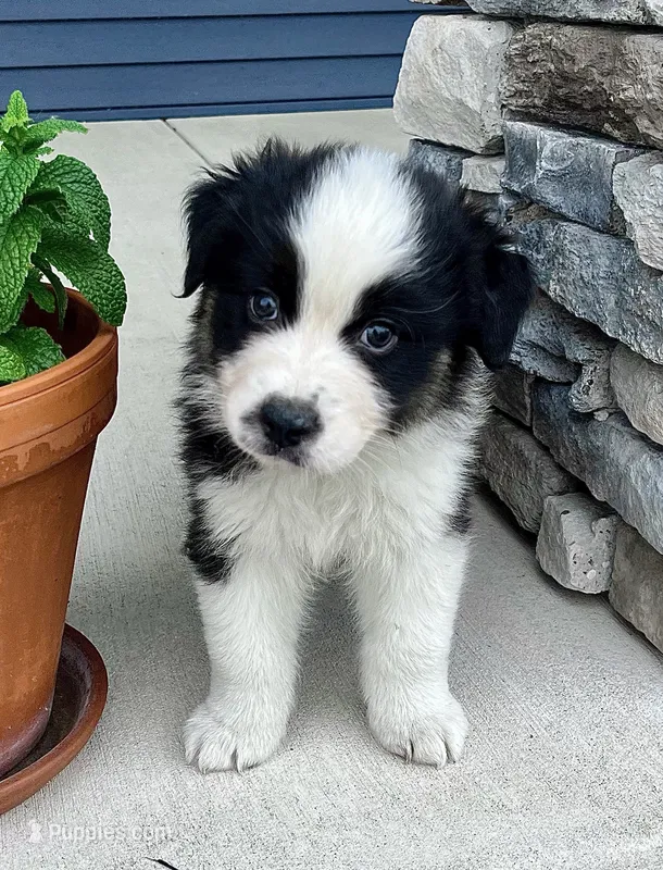 Roman – Australian Shepherd puppy for sale in Loda, IL
