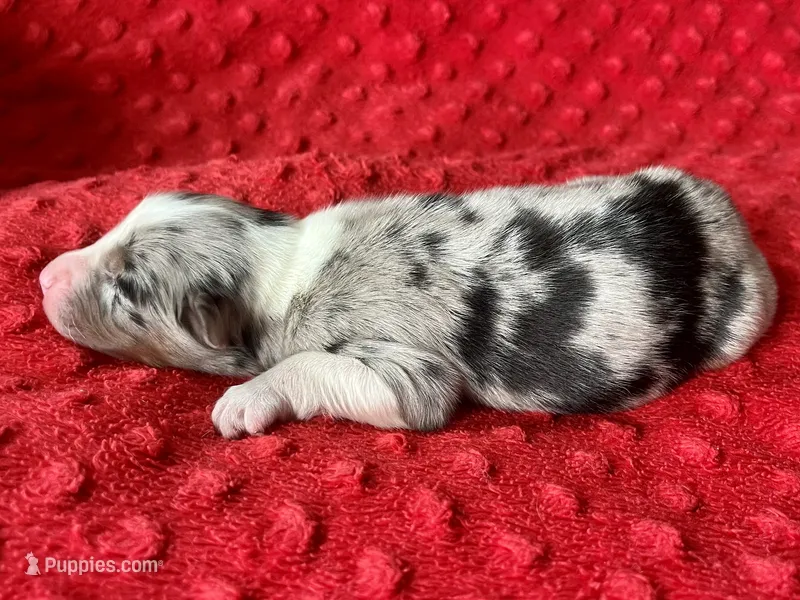 Baxter – Australian Shepherd puppy for sale in Loda, IL