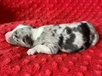 Baxter, a male Australian Shepherd for sale in Loda, IL – 1 of 6