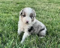 Buck, a male Australian Shepherd for sale in Loda, IL – 6 of 6