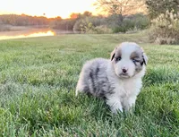 Buck, a male Australian Shepherd for sale in Loda, IL – 3 of 6