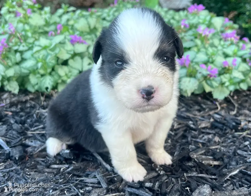 Candy – Australian Shepherd puppy for sale in Loda, IL