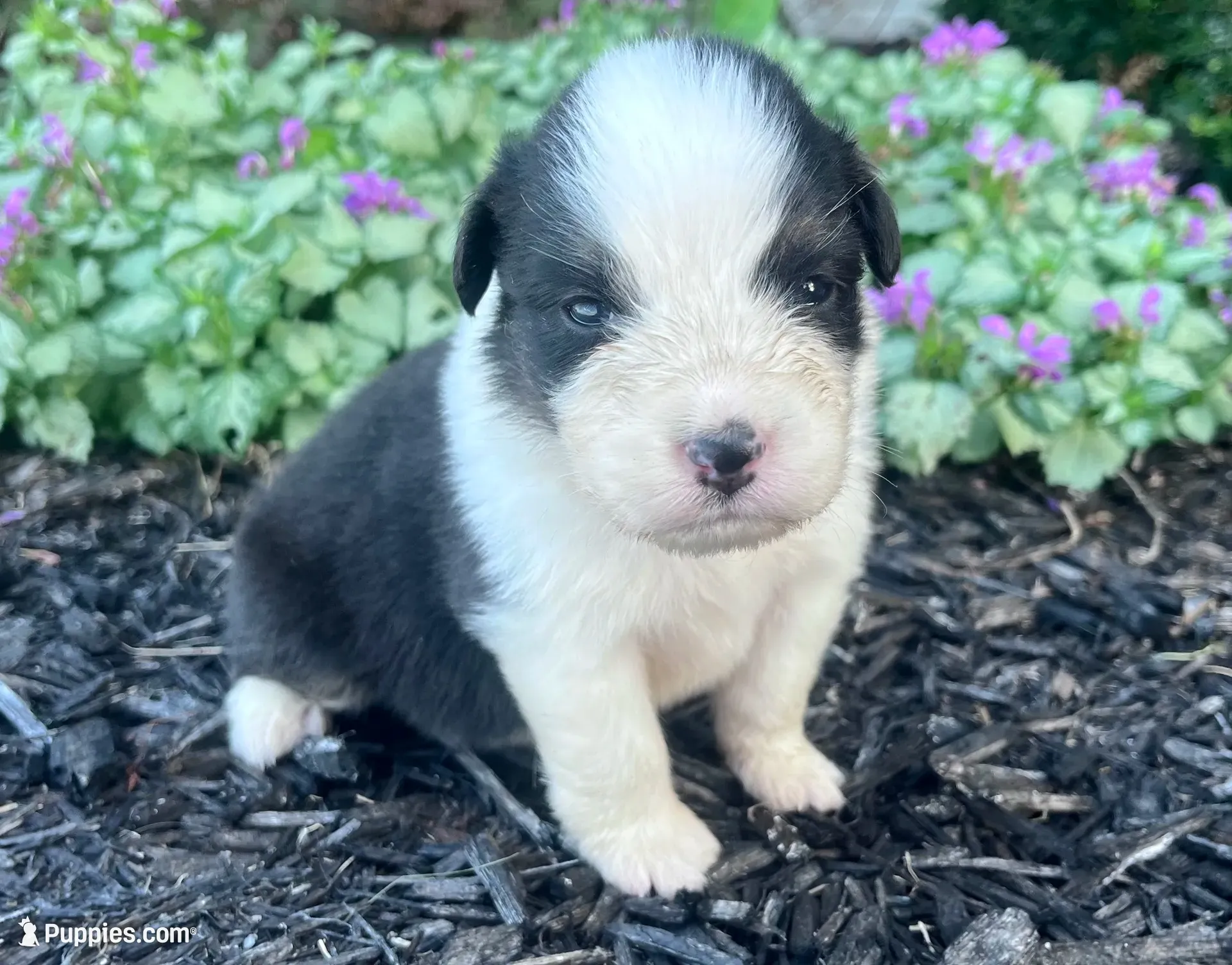 Candy, a female Australian Shepherd for sale in Loda, IL – 1 of 3