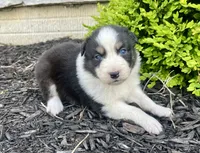 Dream, a female Australian Shepherd for sale in Loda, IL – 2 of 4