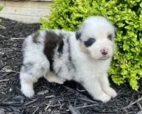 Panda Bear, a female Australian Shepherd for sale in Loda, IL – 5 of 5