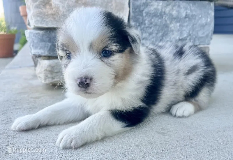 Breezy – Australian Shepherd puppy for sale in Loda, IL