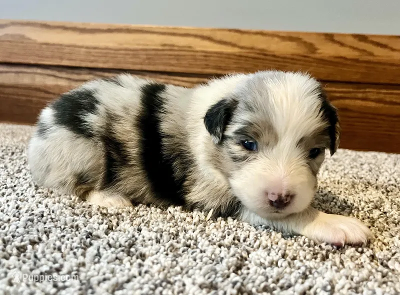 Breezy – Australian Shepherd puppy for sale in Loda, IL