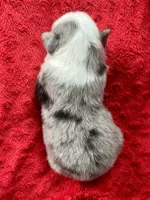 Lenny, a male Australian Shepherd for sale in Loda, IL – 3 of 5
