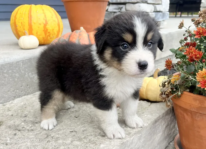 Copper – Australian Shepherd puppy for sale in Loda, IL