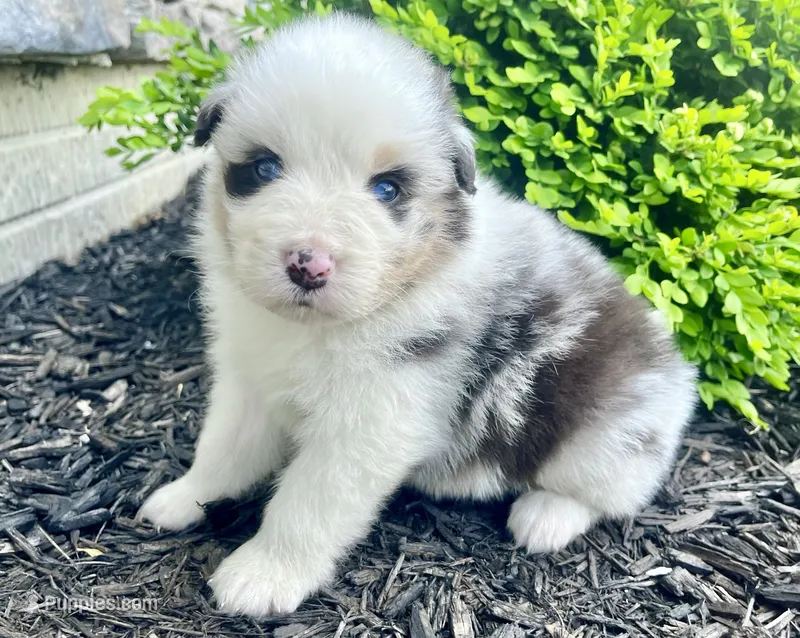 Panda Bear – Australian Shepherd puppy for sale in Loda, IL