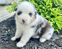 Panda Bear, a female Australian Shepherd for sale in Loda, IL – 1 of 5