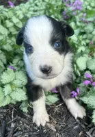 Pumpkin, a female Australian Shepherd for sale in Loda, IL – 5 of 5