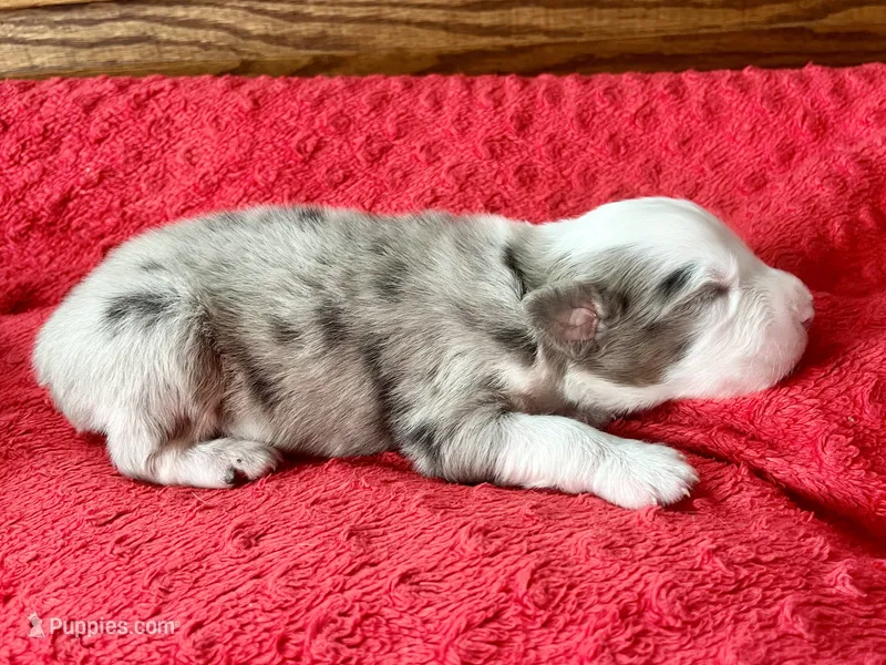 Lenny – Australian Shepherd puppy for sale in Loda, IL