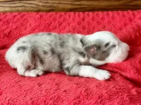 Lenny, a male Australian Shepherd for sale in Loda, IL – 1 of 5