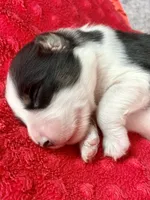 Bobby, a male Australian Shepherd for sale in Loda, IL – 6 of 7