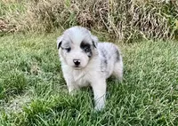 Casper, a male Australian Shepherd for sale in Loda, IL – 4 of 5