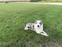 Barron, a male Australian Shepherd for sale in Loda, IL – 4 of 4