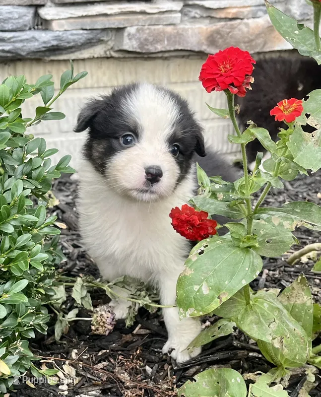 Candy – Australian Shepherd puppy for sale in Loda, IL