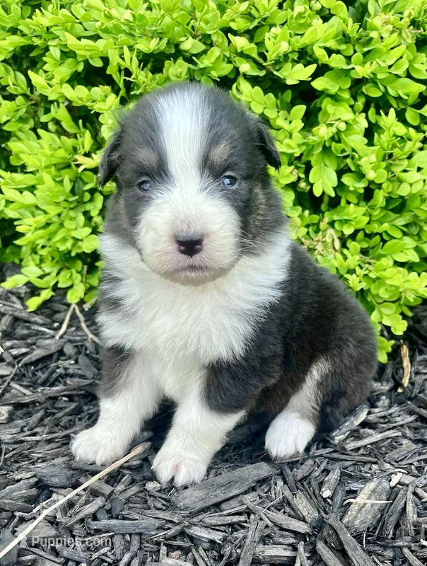 Willa – Australian Shepherd puppy for sale in Loda, IL