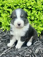 Willa, a female Australian Shepherd for sale in Loda, IL – 1 of 4
