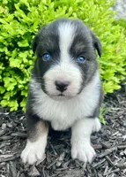 Luna, a female Australian Shepherd for sale in Loda, IL – 2 of 4