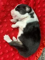 Bobby, a male Australian Shepherd for sale in Loda, IL – 5 of 7