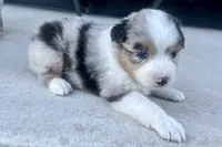 Breezy, a female Australian Shepherd for sale in Loda, IL – 2 of 3
