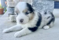 Breezy, a female Australian Shepherd for sale in Loda, IL – 1 of 3