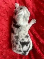 Honor, a male Australian Shepherd for sale in Loda, IL – 3 of 6