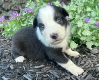 Pumpkin, a female Australian Shepherd for sale in Loda, IL – 3 of 5