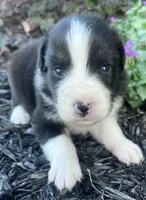 Shaddow, a male Australian Shepherd for sale in Loda, IL – 2 of 4