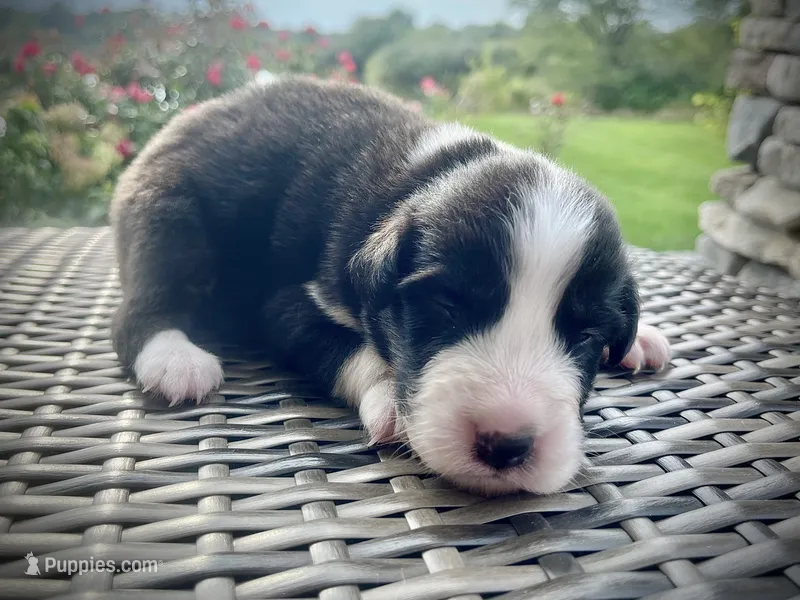 Manny – Australian Shepherd puppy for sale in Loda, IL