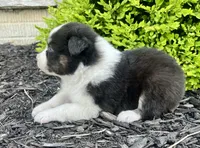 Dream, a female Australian Shepherd for sale in Loda, IL – 4 of 4
