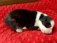 Ricky, a male Australian Shepherd for sale in Loda, IL – 5 of 6