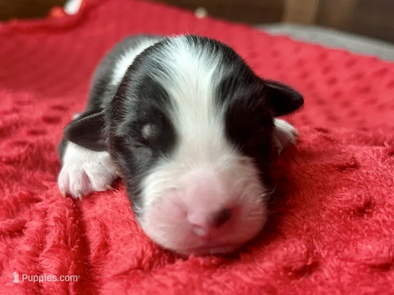 Manny – Australian Shepherd puppy for sale in Loda, IL