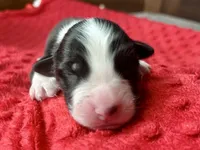 Manny, a male Australian Shepherd for sale in Loda, IL – 1 of 6