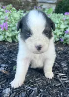 Candy, a female Australian Shepherd for sale in Loda, IL – 2 of 3