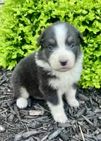 Willa, a female Australian Shepherd for sale in Loda, IL – 4 of 4