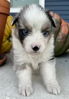 Oakley, a male Australian Shepherd for sale in Loda, IL – 2 of 5
