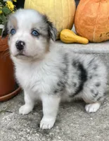 Biscuit , a female Australian Shepherd for sale in Loda, IL – 4 of 7