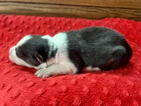 Ricky, a male Australian Shepherd for sale in Loda, IL – 4 of 6