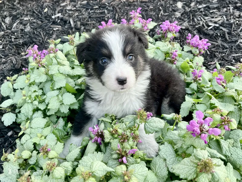 Willa – Australian Shepherd puppy for sale in Loda, IL