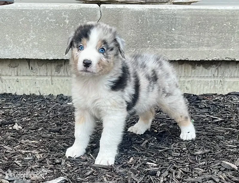 Honor – Australian Shepherd puppy for sale in Loda, IL