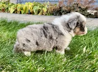 Oakley, a male Australian Shepherd for sale in Loda, IL – 5 of 5